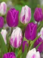 Tulipán Purple flag