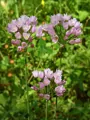 Okrasný česnek Roseum