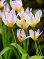 Tulipán Saxatilis