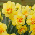 Narcis - Tahiti