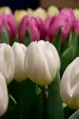 Tulipán White flag