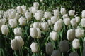 Tulipán White flag