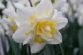 Narcis White lion
