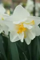 Narcis White lion