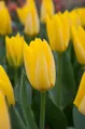 Tulipán Yellow purissima