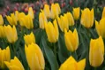 Tulipán Yellow purissima