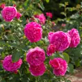Anglická růže England's Rose