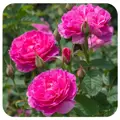 Anglická růže England's Rose