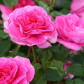 Anglická růže England's Rose