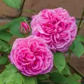 Anglická růže Gertrude Jekyll®