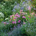 Anglická růže Gertrude Jekyll®