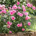 Anglická růže Gertrude Jekyll®