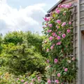 Anglická růže Gertrude Jekyll®