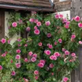 Anglická růže Gertrude Jekyll®
