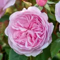 Anglická růže Olivia Rose Austin®