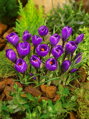 Krokus Flower record (velkokvětý)