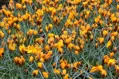 Krokus Orange monarch (botanický)