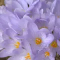 Krokus krásný (podzimní)