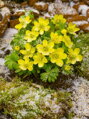 Talovín cilicijský - Eranthis cilicica