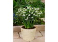 Sněženka elwesova - Galanthus Elwesii