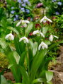 Sněženka woronowova - Galanthus woronowii
