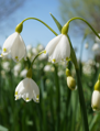 Bledule letní "Gravetye Giant" - Leucojum aestivum
