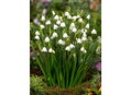 Bledule letní - Leucojum aestivum
