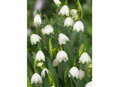 Bledule letní - Leucojum aestivum