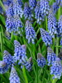 Modřenec - Muscari armeniacum