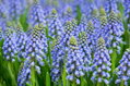 Modřenec - Muscari armeniacum