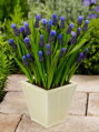 Modřenec širokolistý - Muscari latifolium