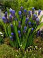 Modřenec širokolistý - Muscari latifolium