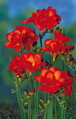 Frézie Double red
