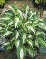 Hosta Mediovariegata undulata