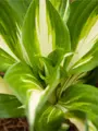Hosta Mediovariegata undulata