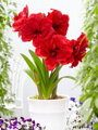 Hvězdník - Amaryllis Amarantia