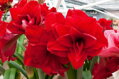 Hvězdník - Amaryllis Amarantia