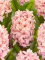 Hyacint Apricot passion