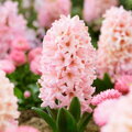 Hyacint Apricot passion