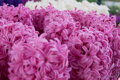 Hyacint Pink pearl