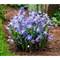 Ladonička modrá - Chionodoxa