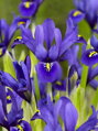 Kosatec Harmony (reticulata, nizký)