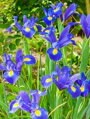 Kosatec Blue magic (hollandica)