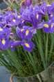 Kosatec Blue magic (hollandica)