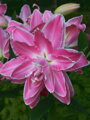 Lilie Lotus wonder 