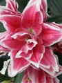 Lilie Roselily Samantha