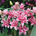 Lilie Roselily Samantha