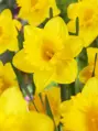 Narcis Dutch Master