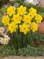 Narcis Dutch Master