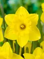 Narcis Dutch Master